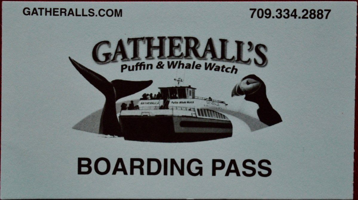 082520 Gatherall’s Puffin & Whale Tour, Bay Bulls,&nbsp;NL